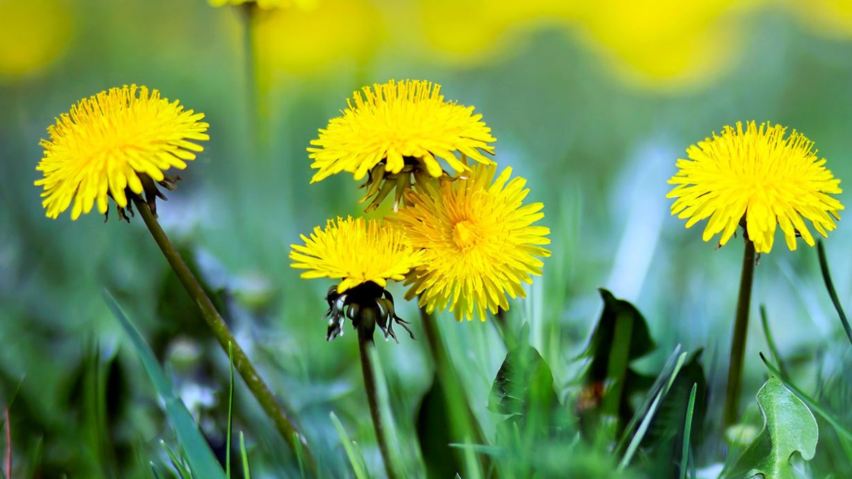 Dandelions in Grass